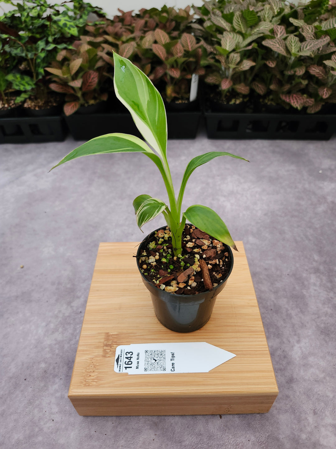 Musa NoNo (3in)-1643