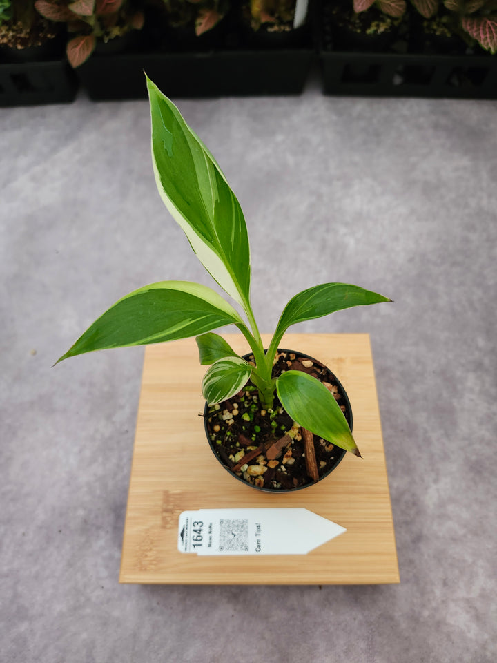 Musa NoNo (3in)-1643