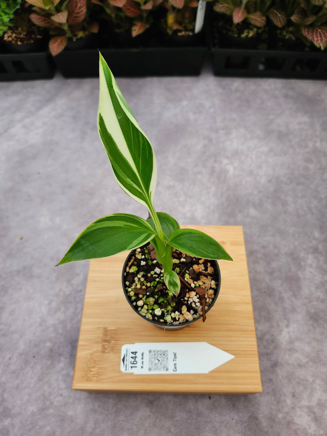 Musa NoNo (3in)-1644