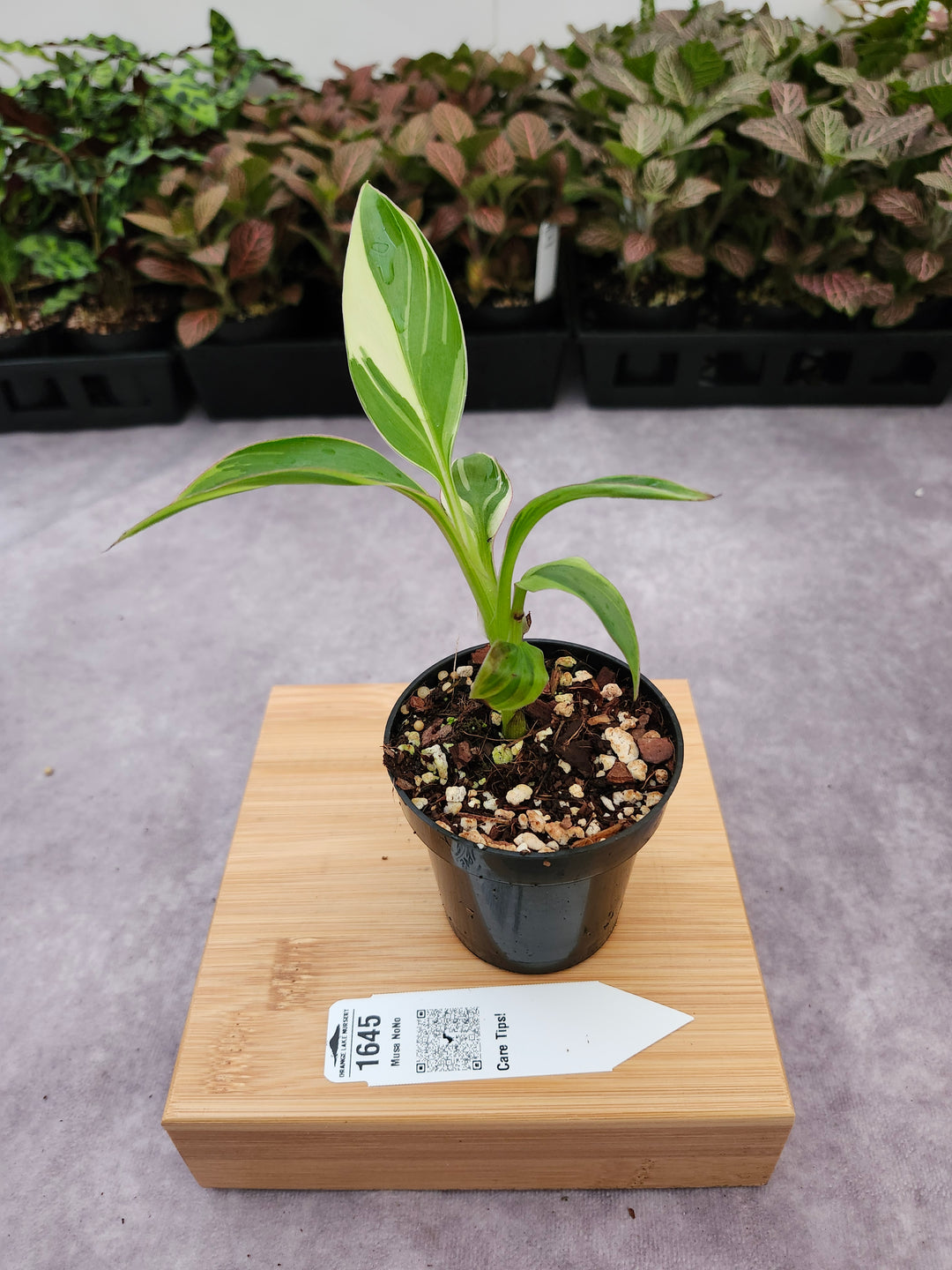 Musa NoNo (3in)-1645