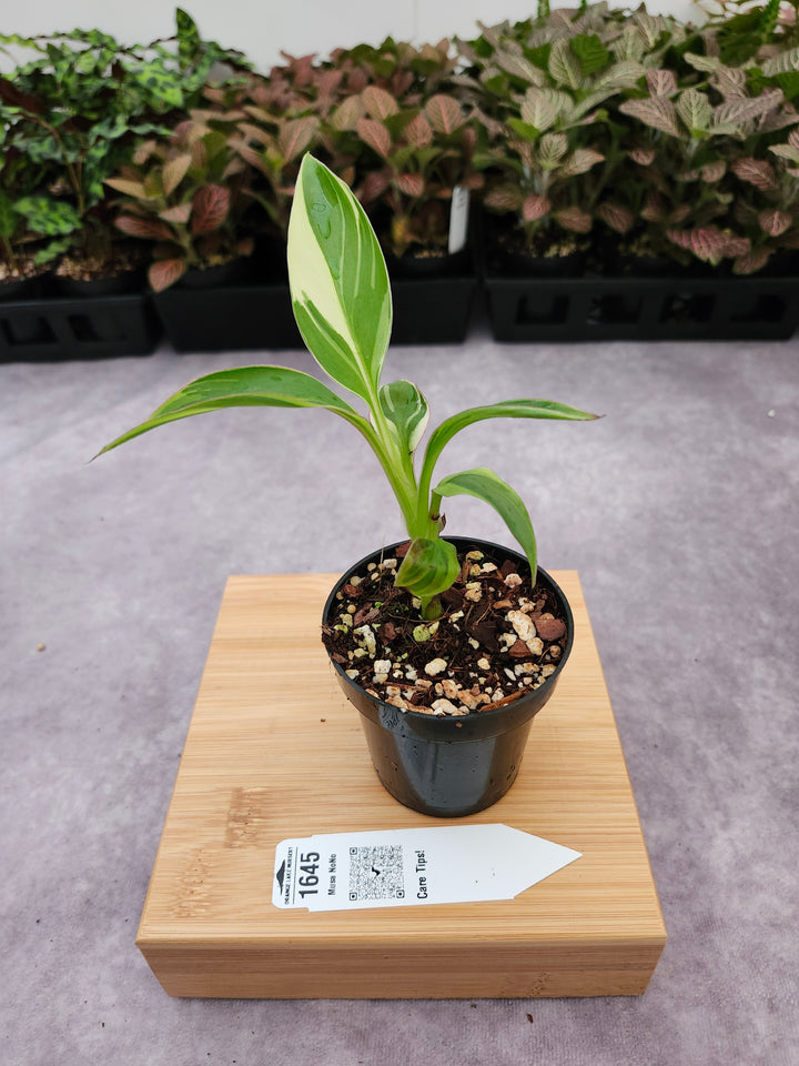 Musa NoNo (3in)-1645