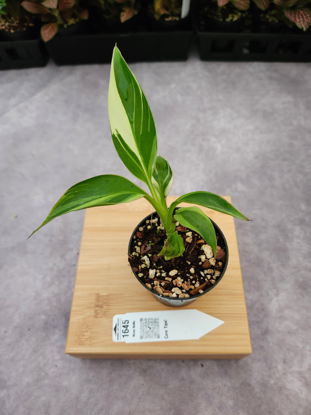 Musa NoNo (3in)-1645