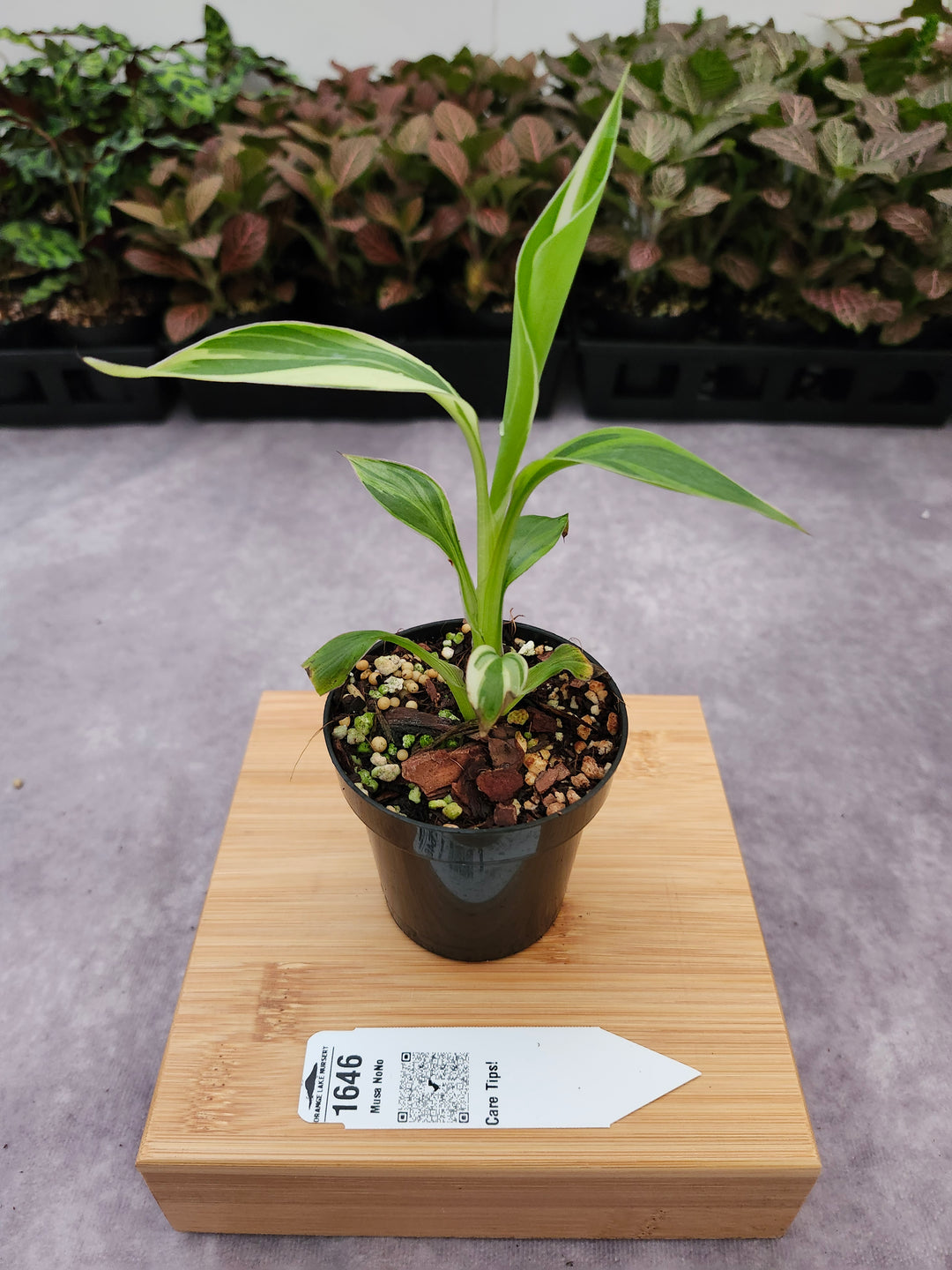 Musa NoNo (3in)-1646