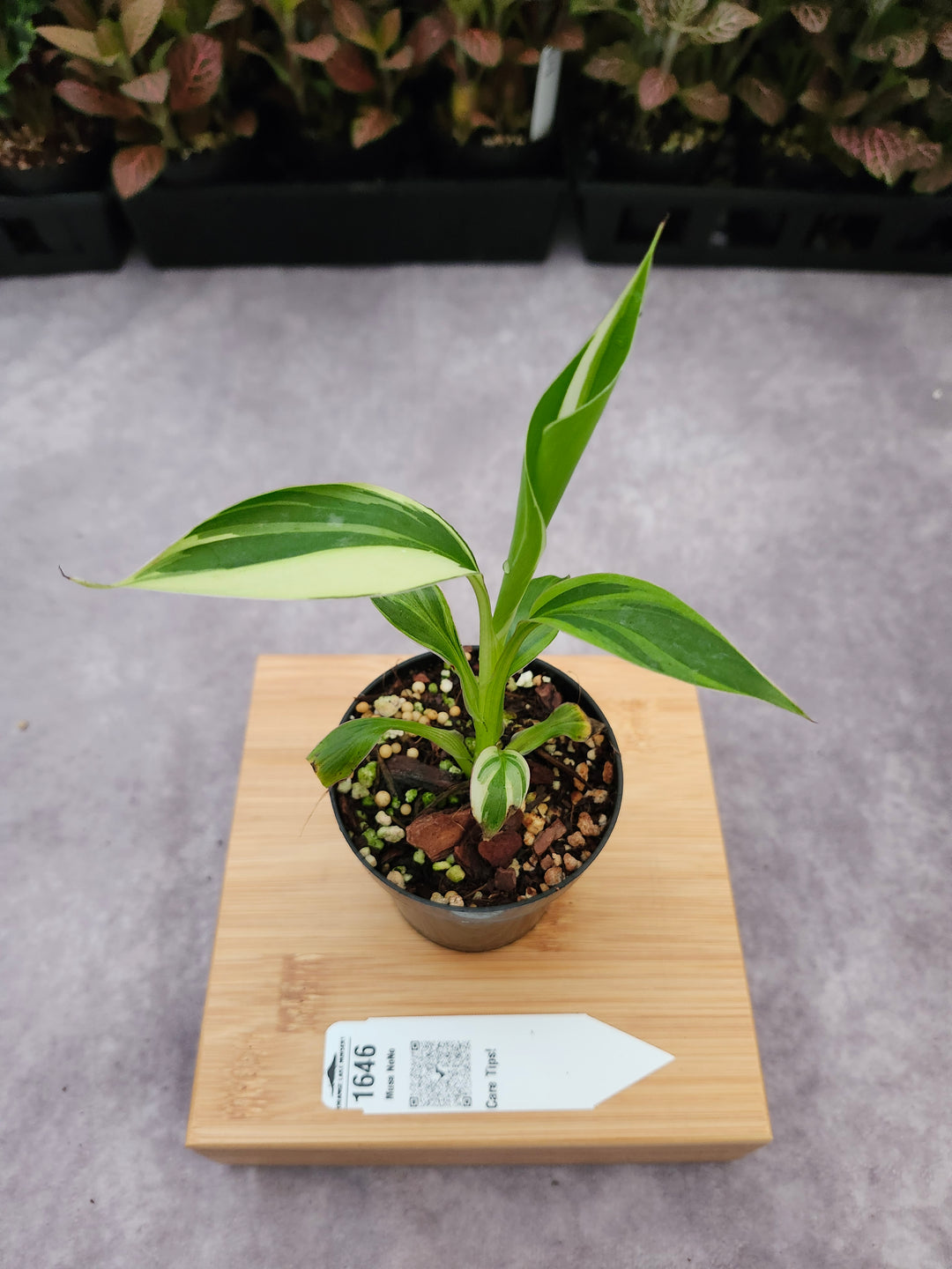 Musa NoNo (3in)-1646