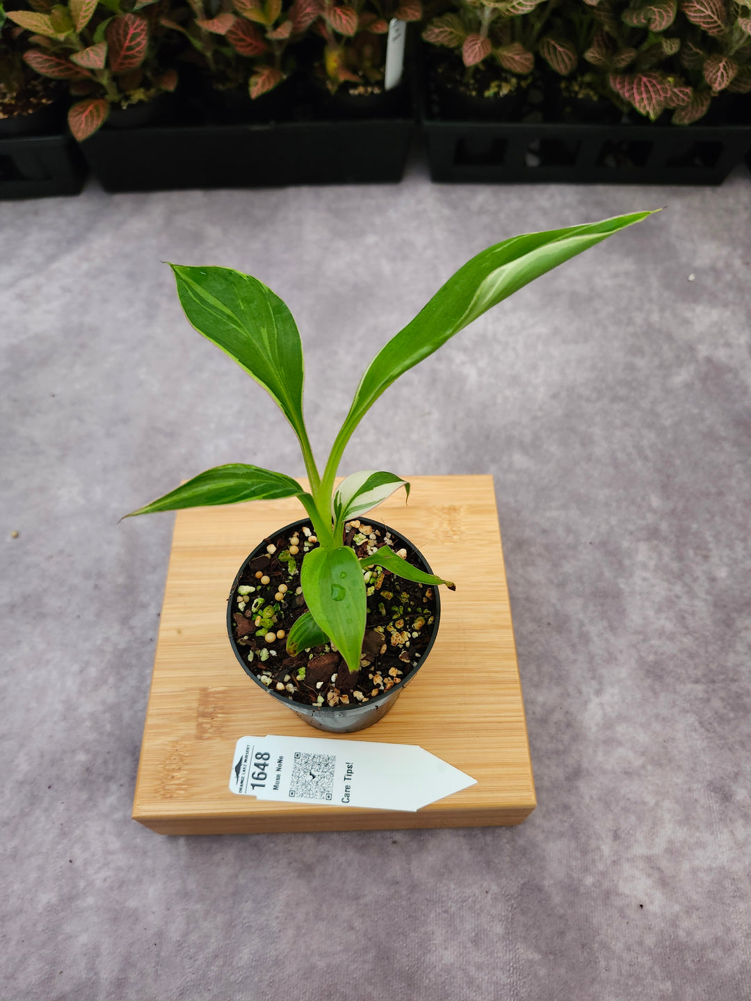 Musa NoNo (3in)-1648