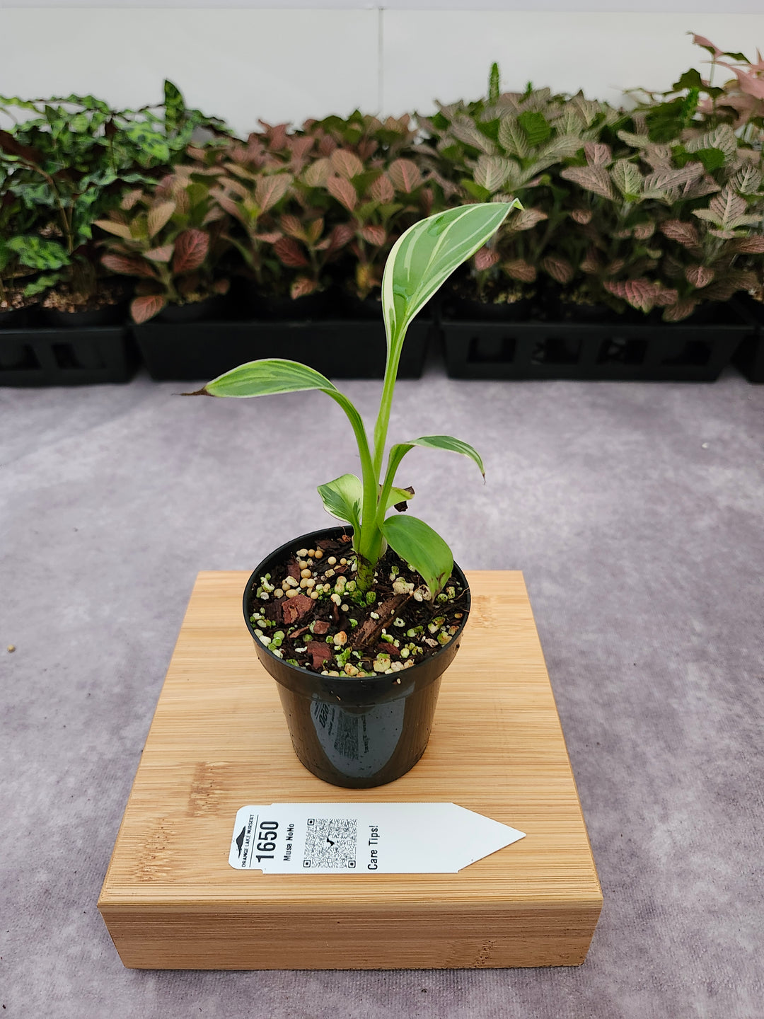 Musa NoNo (3in)-1650