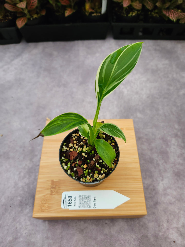 Musa NoNo (3in)-1650