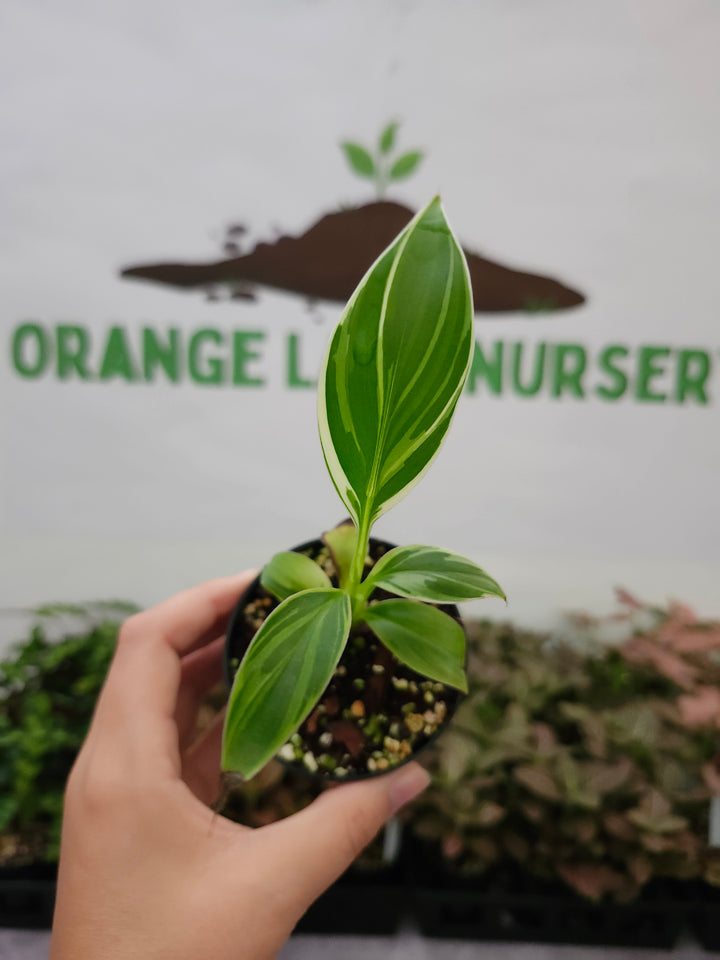 Musa NoNo (3in)-1650