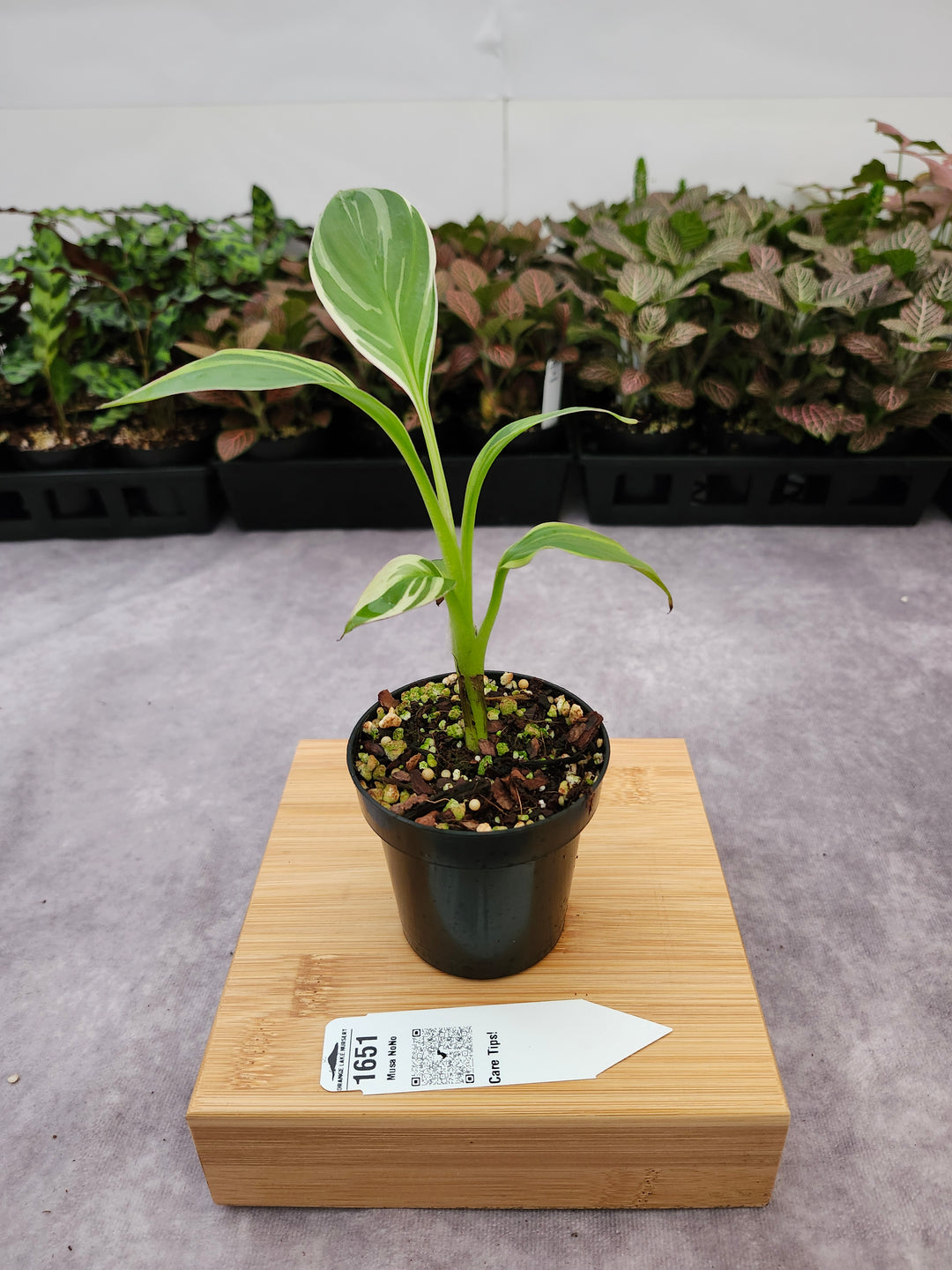Musa NoNo (3in)-1651