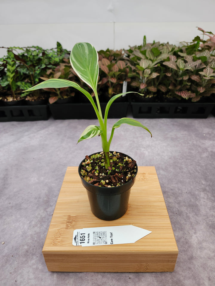 Musa NoNo (3in)-1651