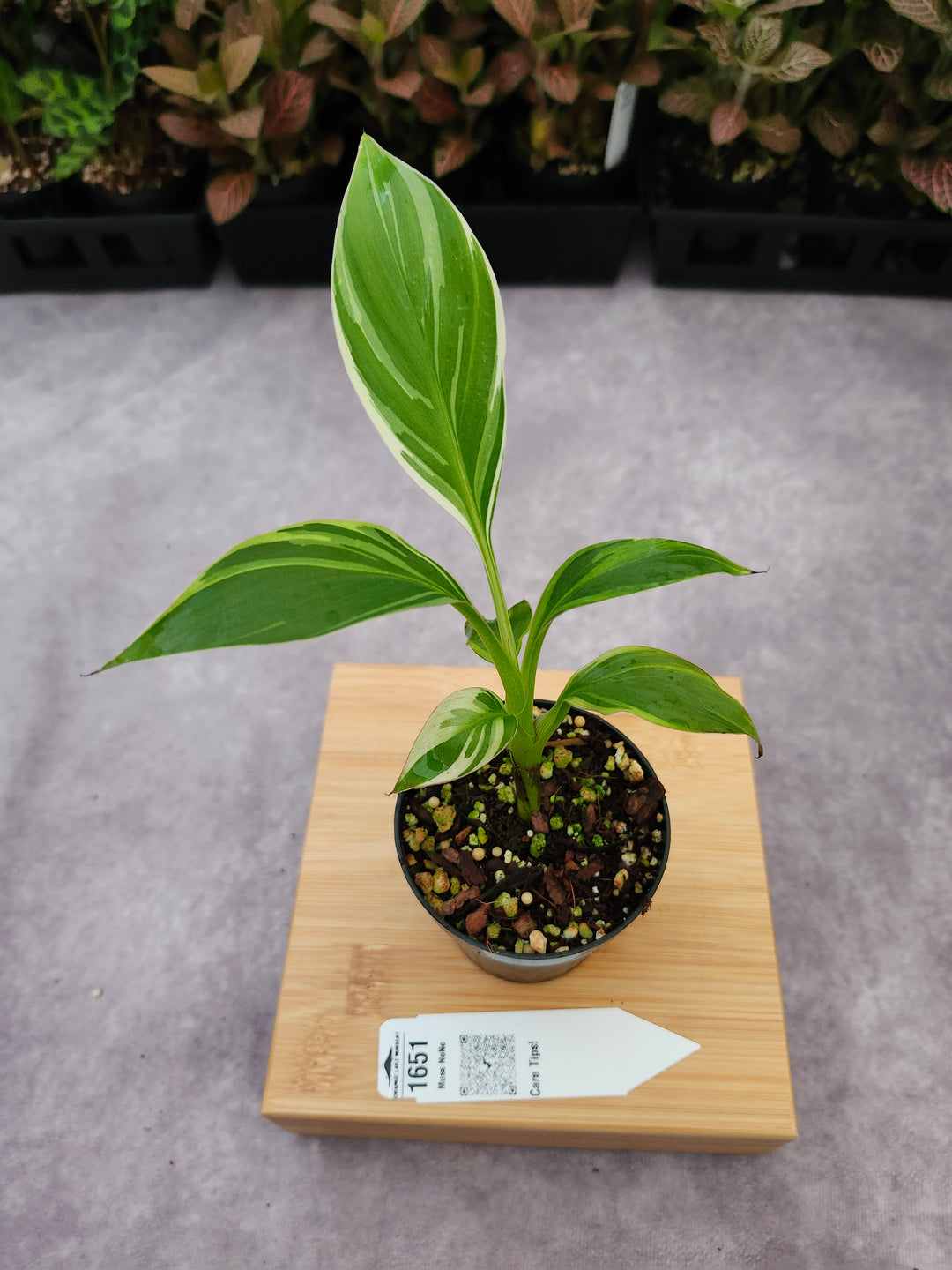 Musa NoNo (3in)-1651