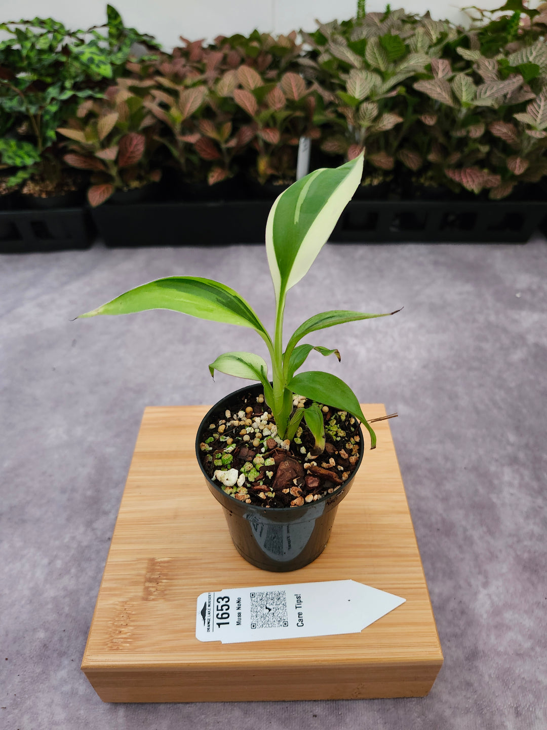 Musa NoNo (3in)-1653