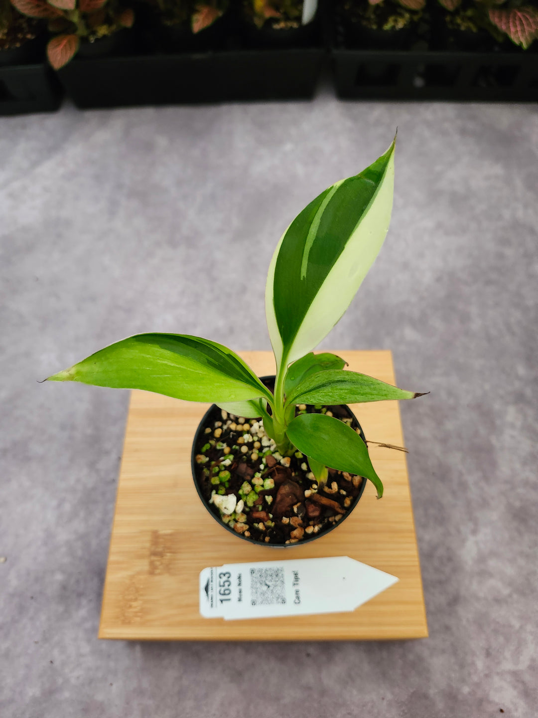 Musa NoNo (3in)-1653