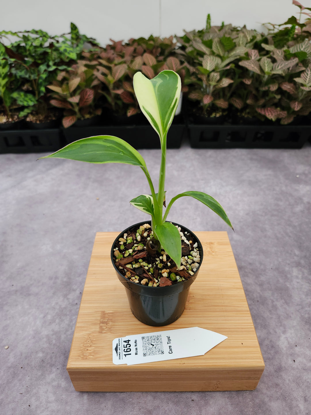 Musa NoNo (3in)-1654