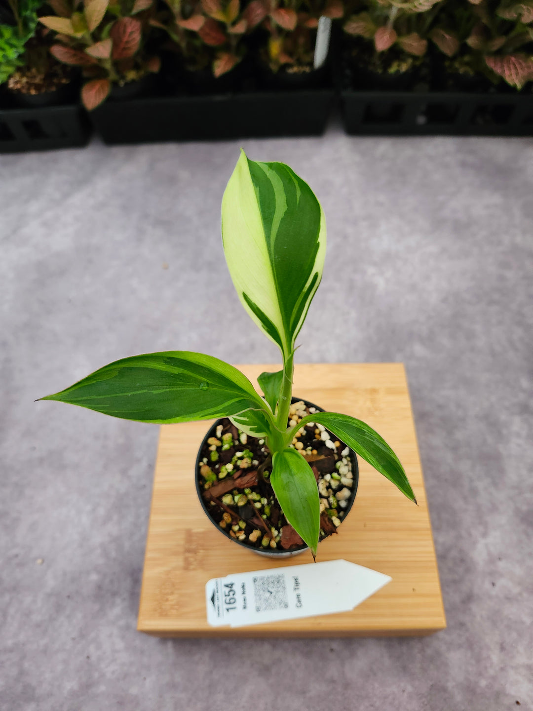 Musa NoNo (3in)-1654