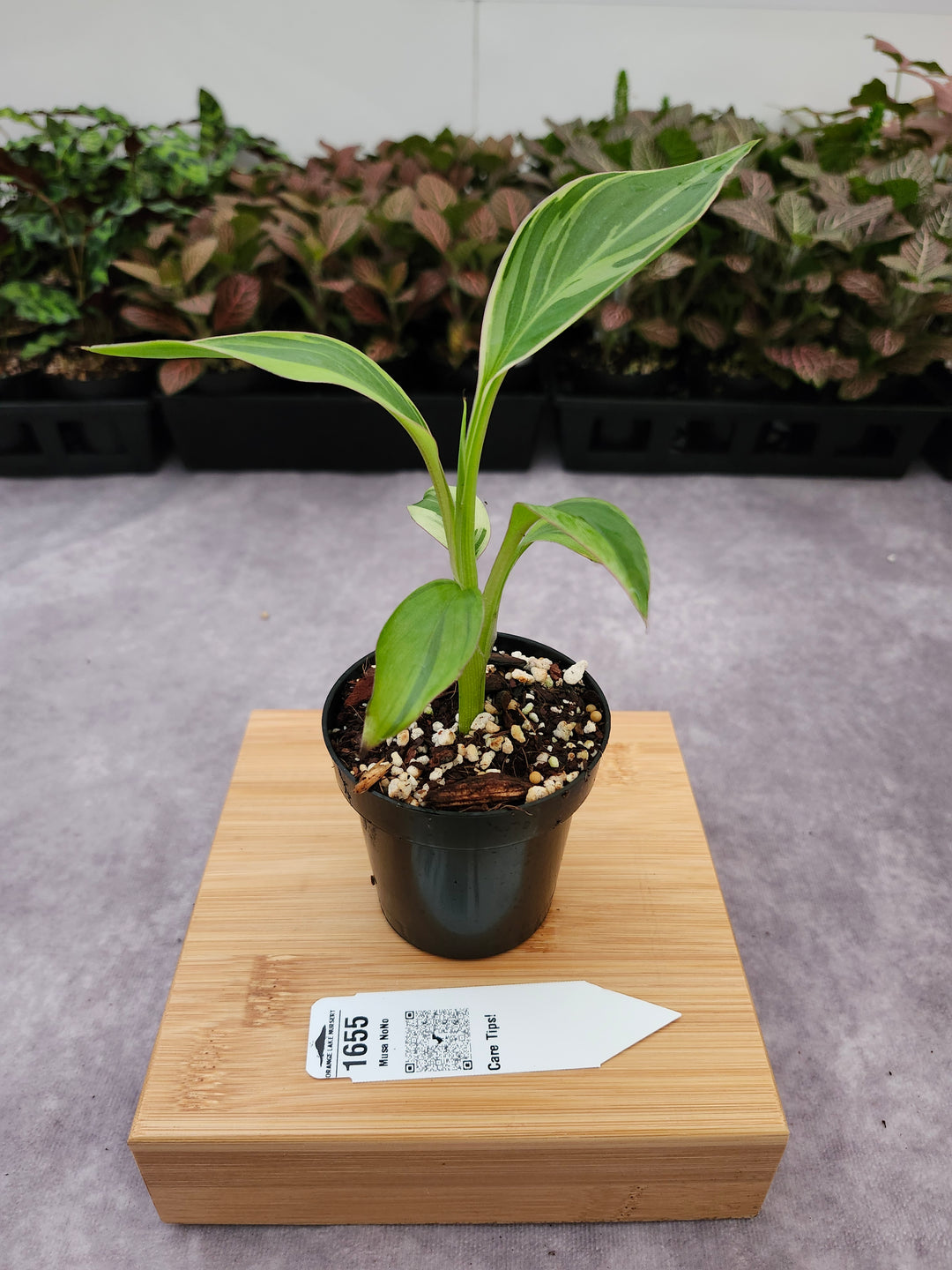 Musa NoNo (3in)-1655