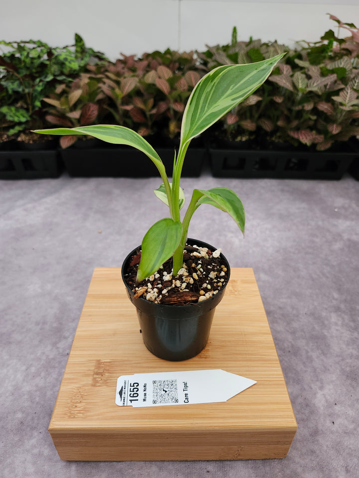 Musa NoNo (3in)-1655