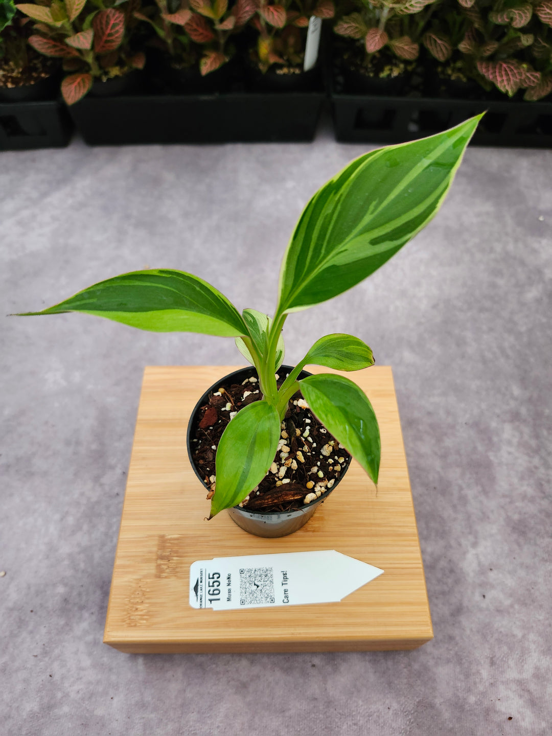 Musa NoNo (3in)-1655