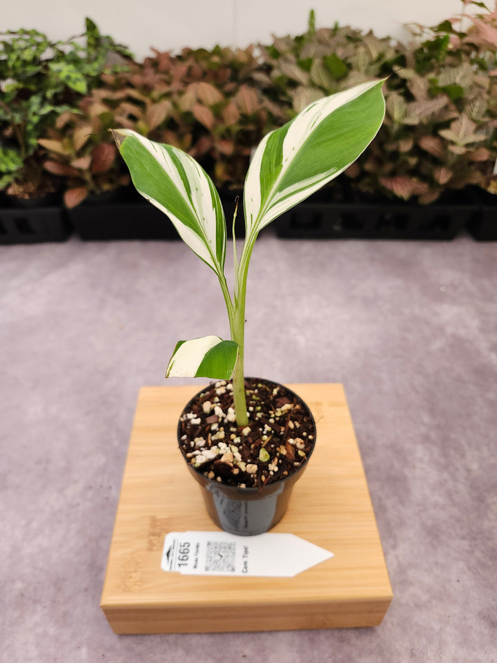 Musa Florida  (3in)-1665