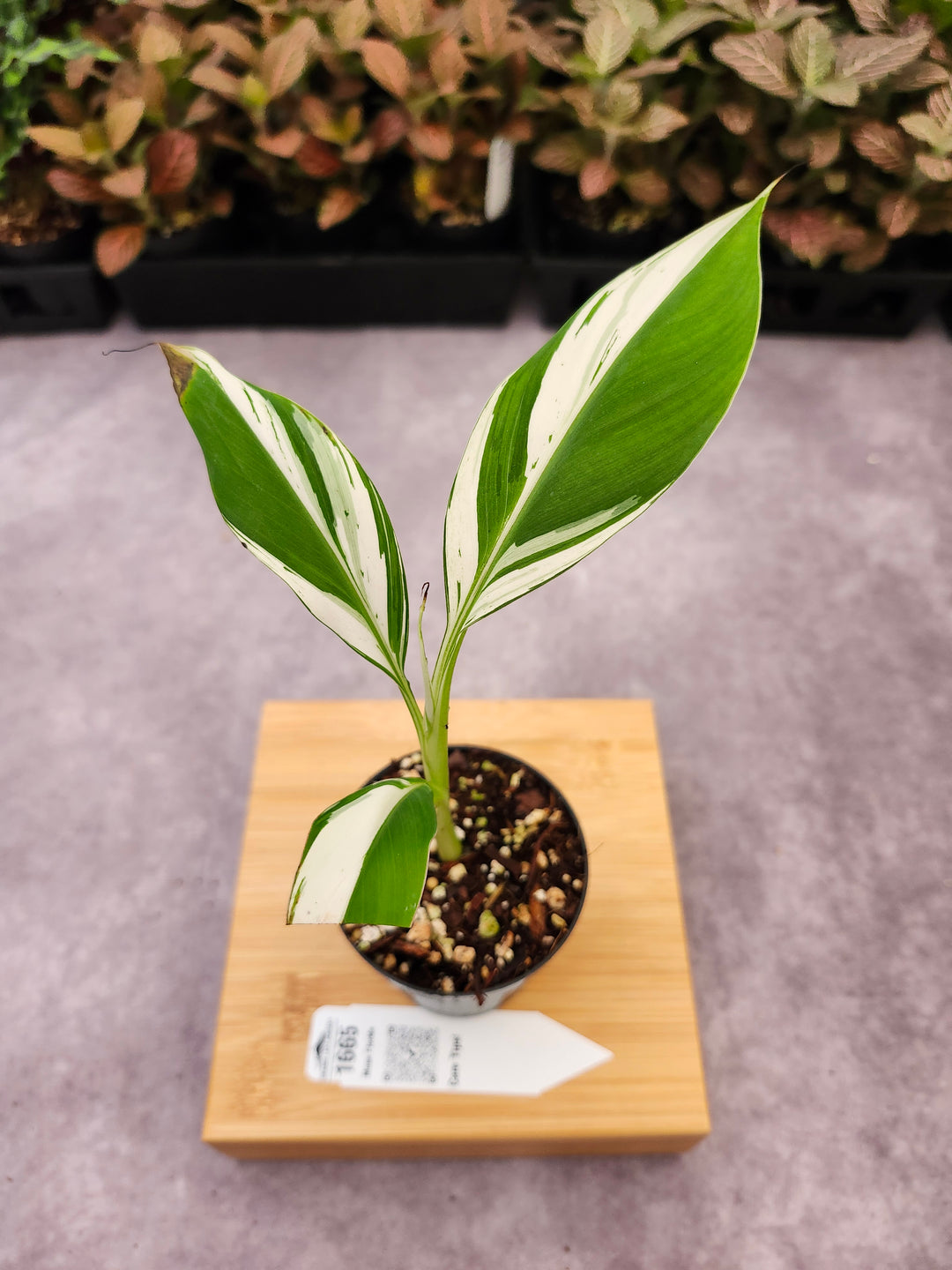 Musa Florida  (3in)-1665