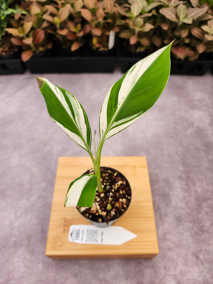 Musa Florida  (3in)-1665