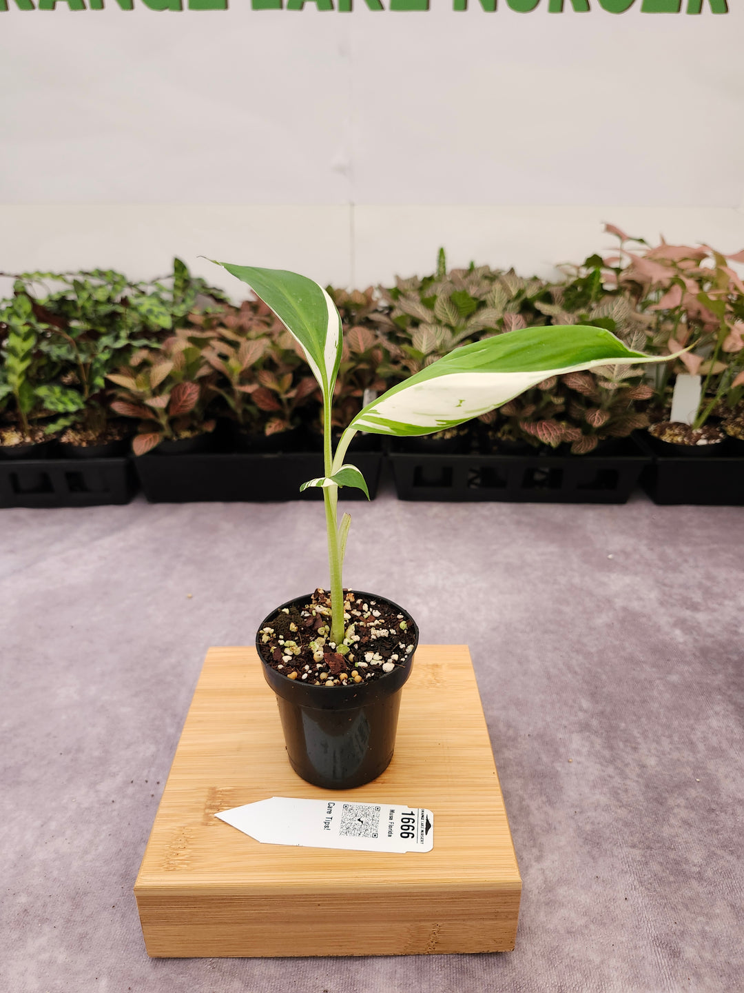 Musa Florida  (3in)-1666