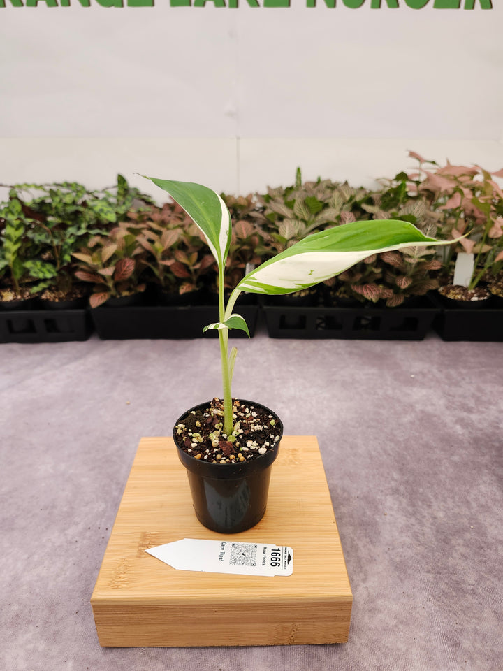 Musa Florida  (3in)-1666