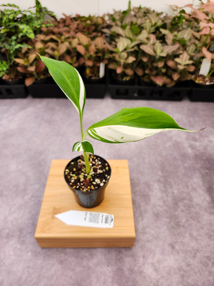 Musa Florida  (3in)-1666