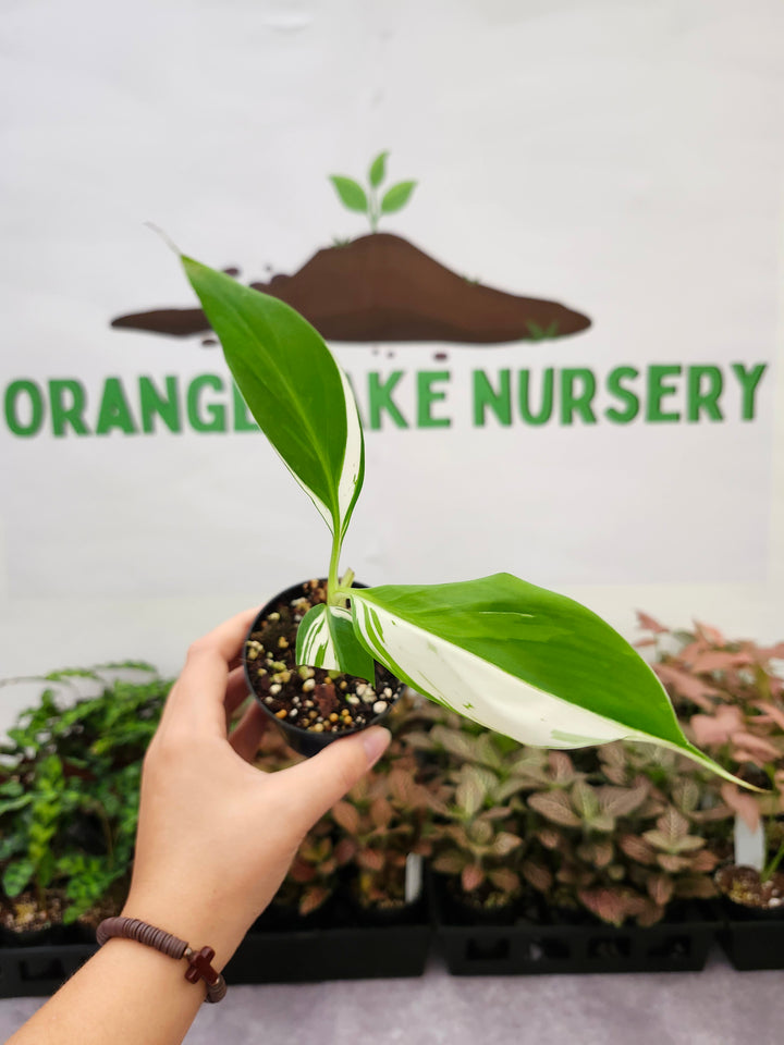 Musa Florida  (3in)-1666