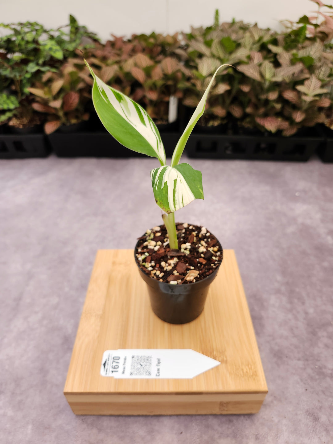 Musa Florida  (3in)-1670