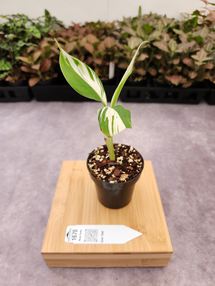 Musa Florida  (3in)-1670