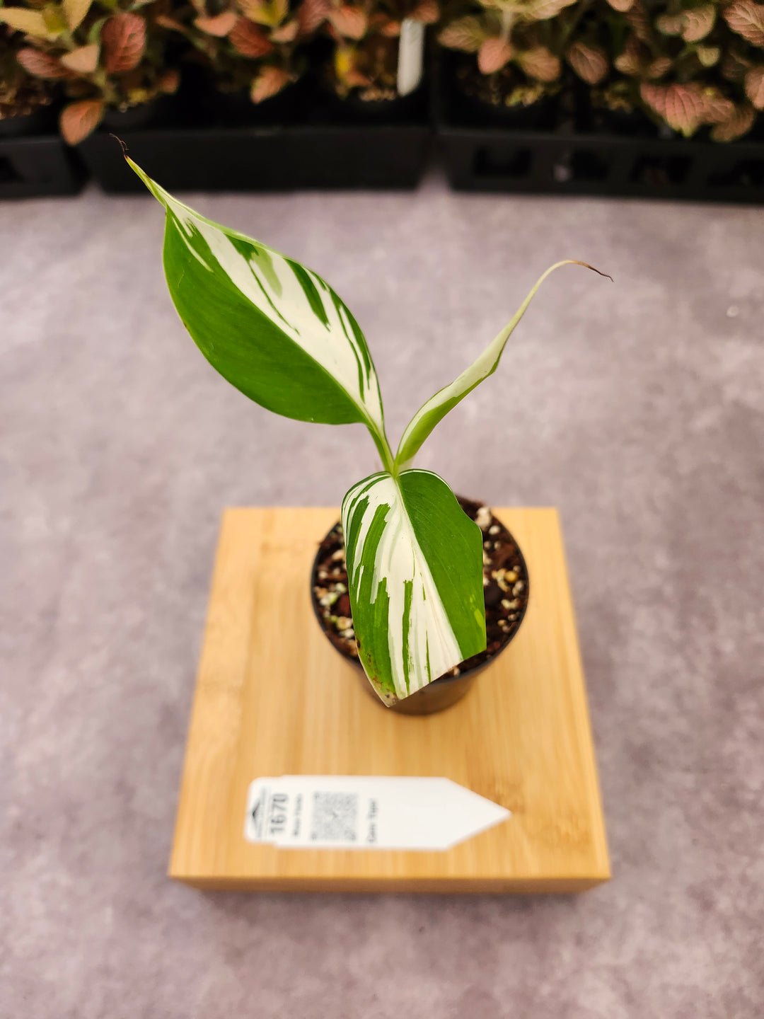 Musa Florida  (3in)-1670