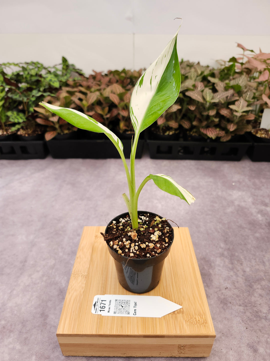 Musa Florida  (3in)-1671