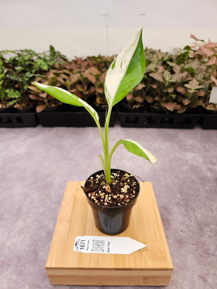 Musa Florida  (3in)-1671