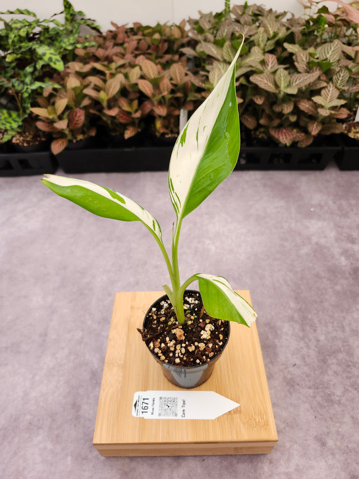 Musa Florida  (3in)-1671
