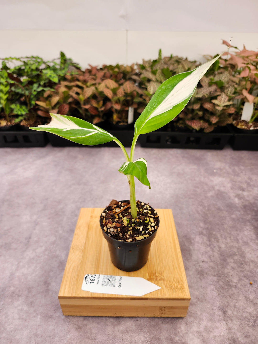 Musa Florida  (3in)-1672