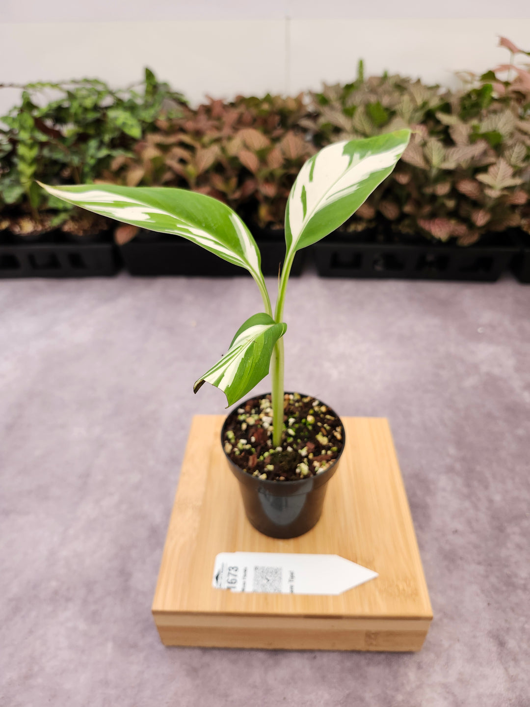 Musa Florida  (3in)-1673