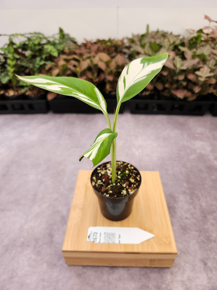 Musa Florida  (3in)-1673