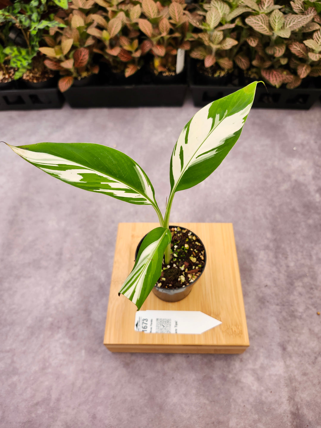 Musa Florida  (3in)-1673