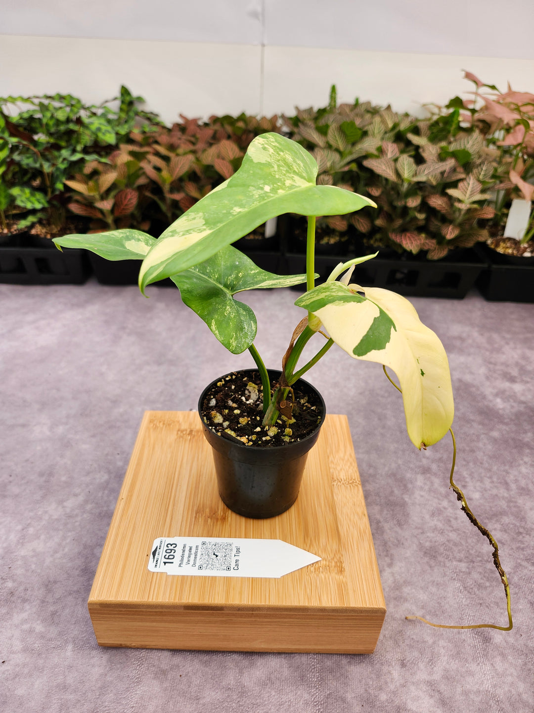 Philodendron Variegated Domesticum (3in) -1693