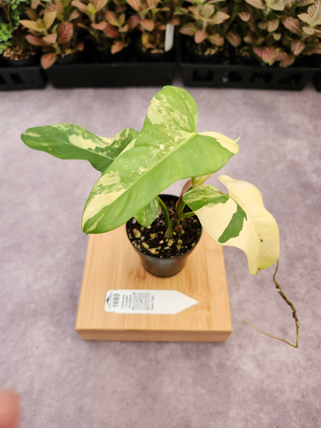 Philodendron Variegated Domesticum (3in) -1693