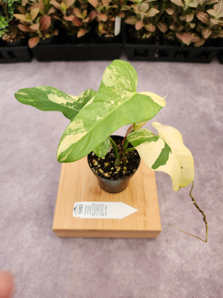 Philodendron Variegated Domesticum (3in) -1693