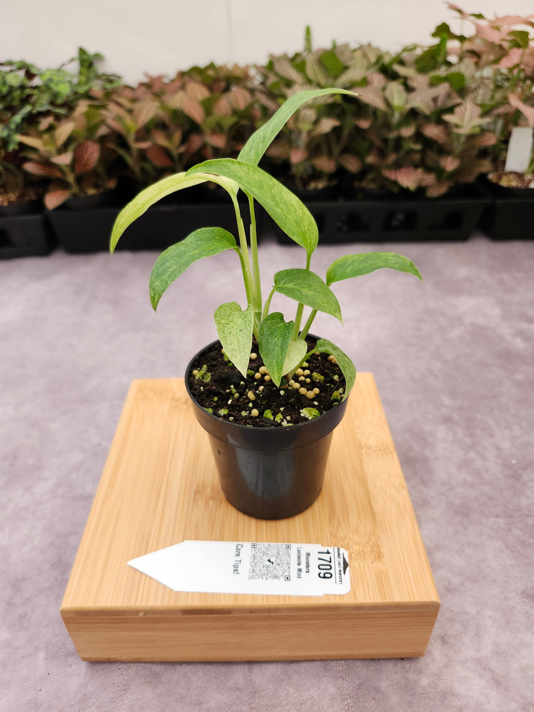 Monstera Laniata Mint (3in)-1709