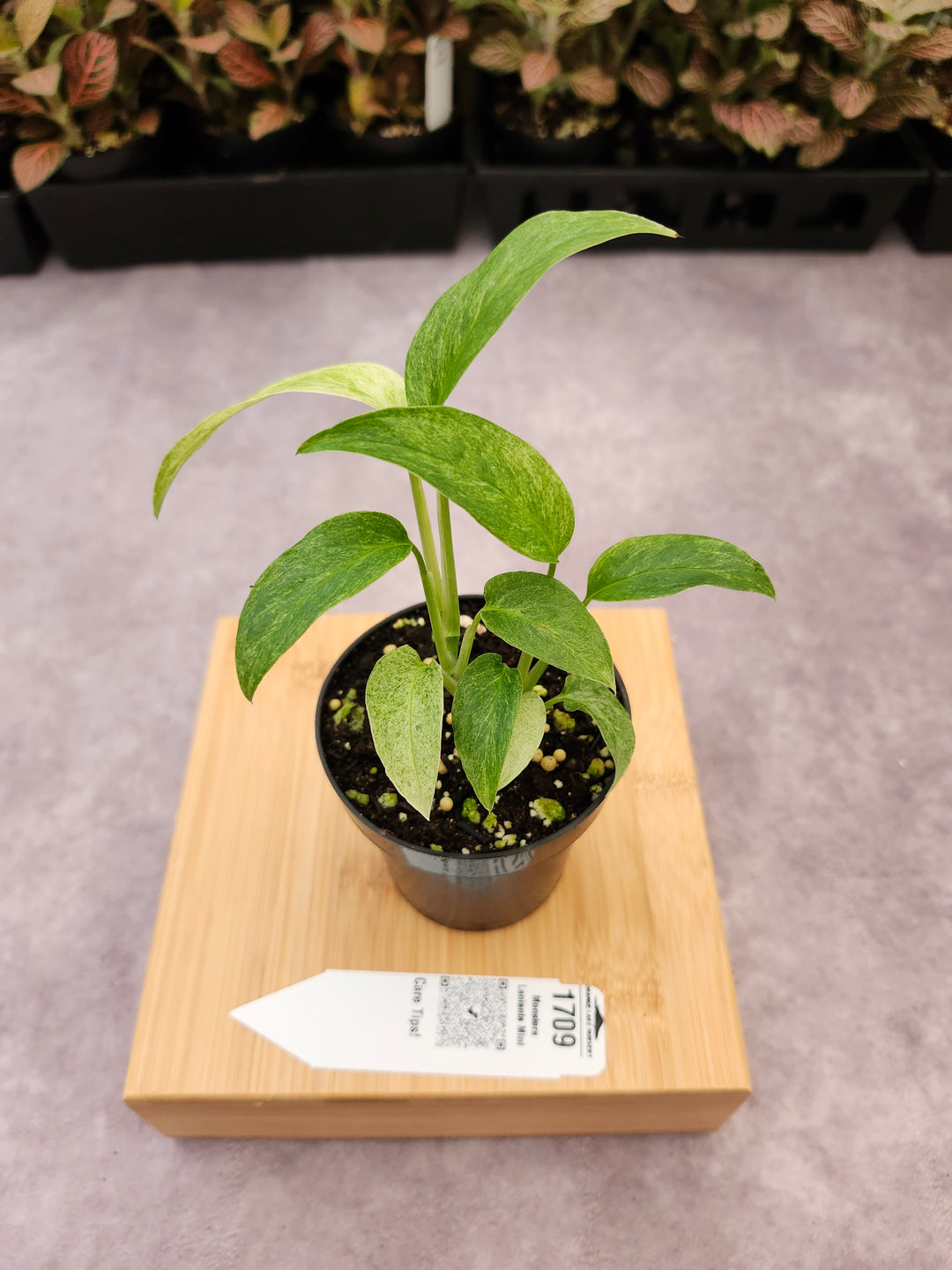 Monstera Laniata Mint (3in)-1709