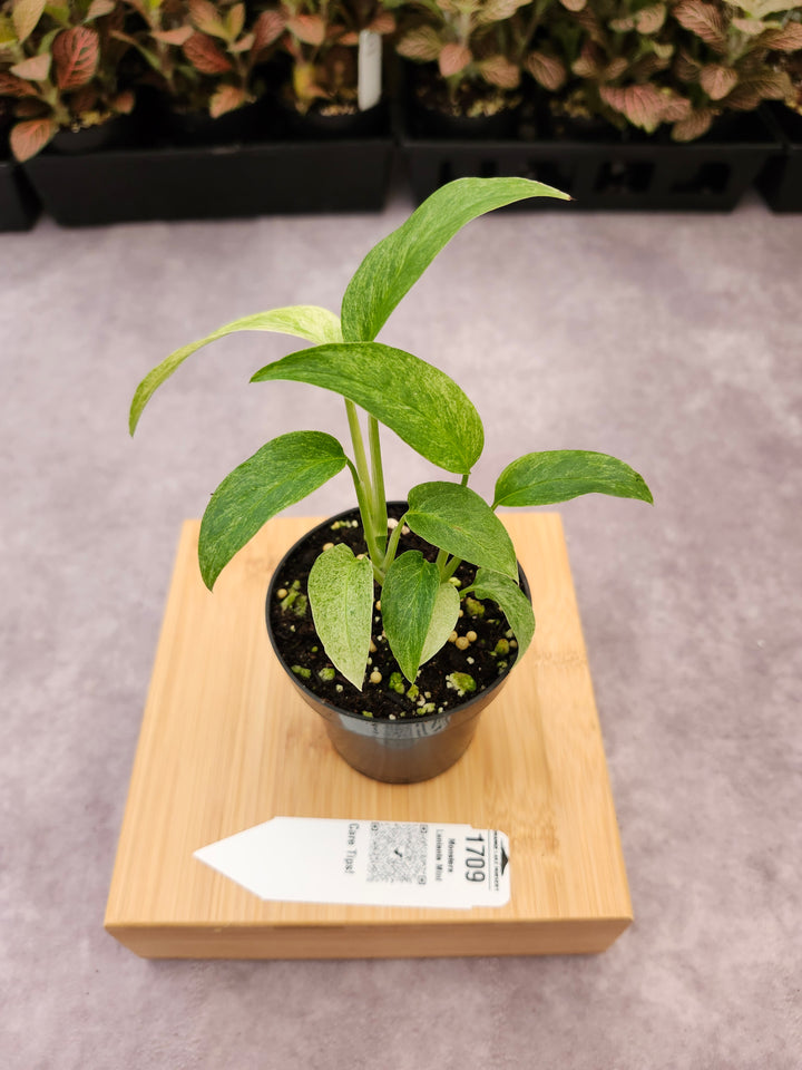 Monstera Laniata Mint (3in)-1709