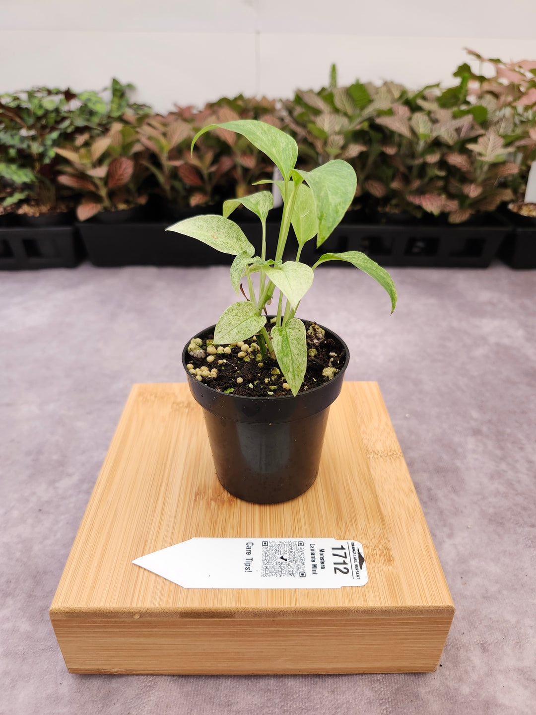 Monstera Laniata Mint (3in)-1712
