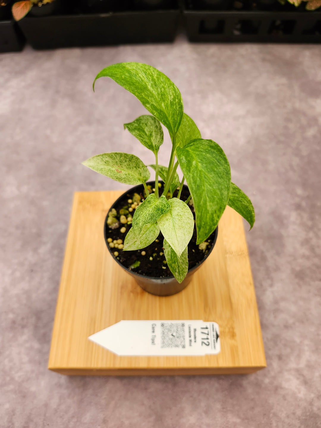 Monstera Laniata Mint (3in)-1712