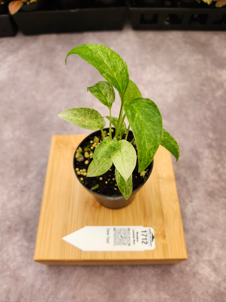 Monstera Laniata Mint (3in)-1712