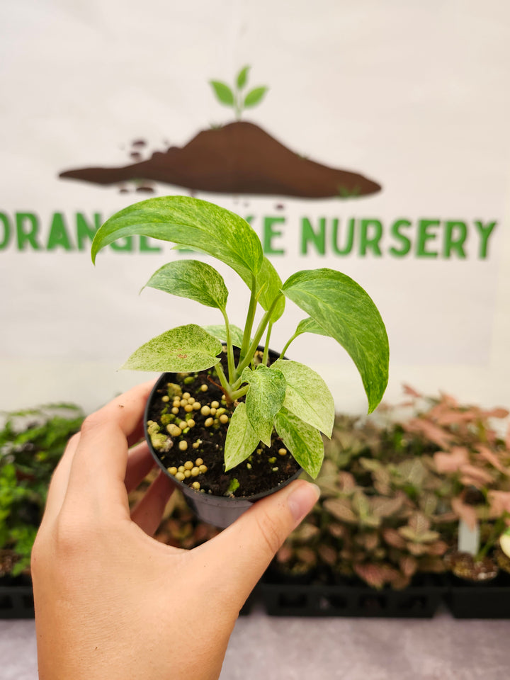 Monstera Laniata Mint (3in)-1712