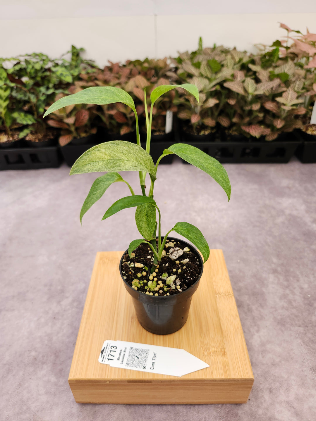 Monstera Laniata Mint (3in)-1713